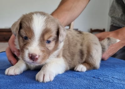 Les chiots de Berger Américain Miniature 