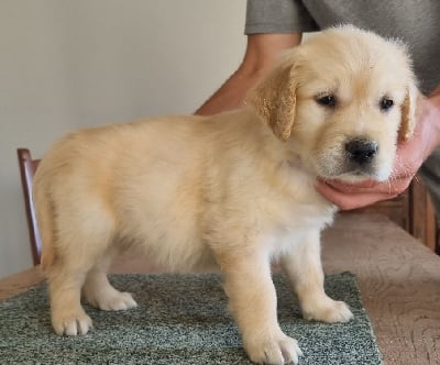 Les chiots de Golden Retriever