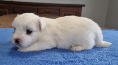 Les chiots de Coton de Tulear