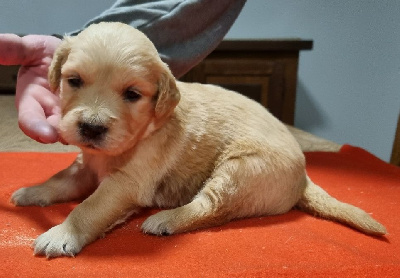 Les chiots de Golden Retriever