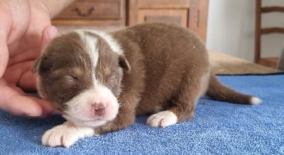 Les chiots de Berger Australien