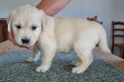 Les chiots de Golden Retriever