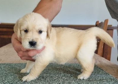 Les chiots de Golden Retriever