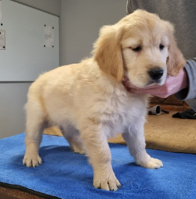 Les chiots de Golden Retriever