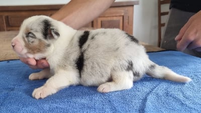 Les chiots de Berger Australien