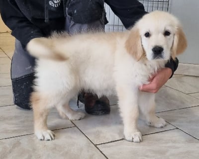 Les chiots de Golden Retriever