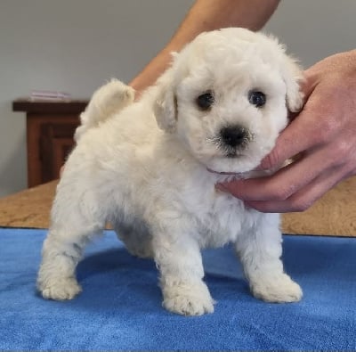 Les chiots de Bichon Frise