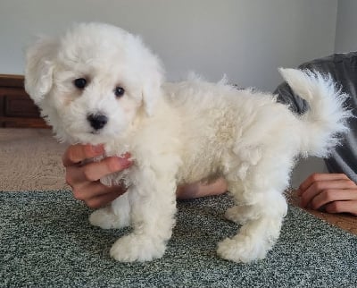 Les chiots de Bichon Frise