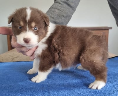 Les chiots de Berger Australien