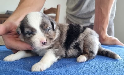 Les chiots de Berger Américain Miniature 