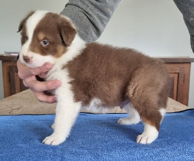 Les chiots de Berger Australien