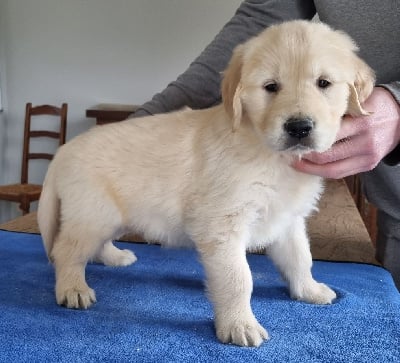 Les chiots de Golden Retriever