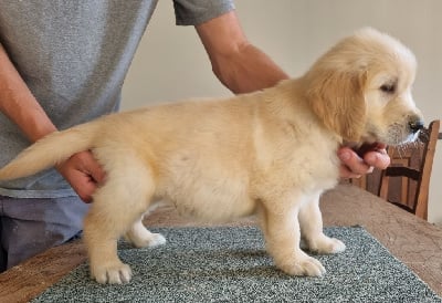 Les chiots de Golden Retriever