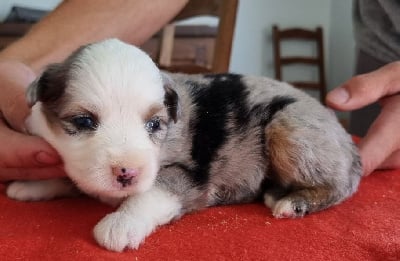 Les chiots de Berger Américain Miniature 