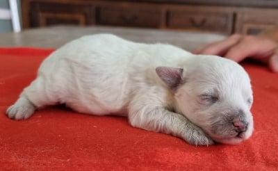 Les chiots de Bichon Frise