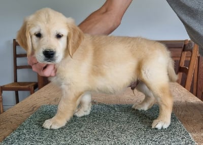 Les chiots de Golden Retriever