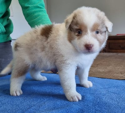 Les chiots de Berger Australien