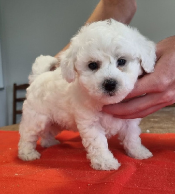 Les chiots de Bichon Frise