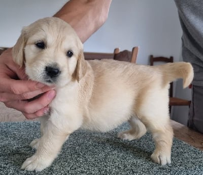 Les chiots de Golden Retriever