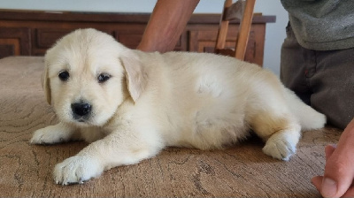 Les chiots de Golden Retriever