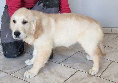 Les chiots de Golden Retriever