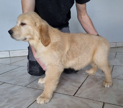 Les chiots de Golden Retriever