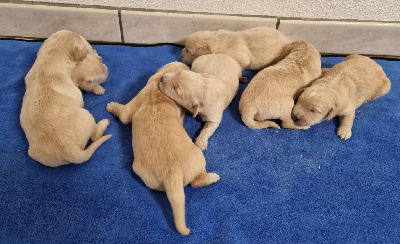 Les chiots de Golden Retriever