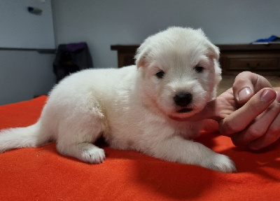 Les chiots de Berger Blanc Suisse