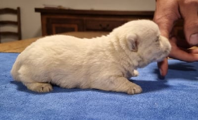 Les chiots de West Highland White Terrier