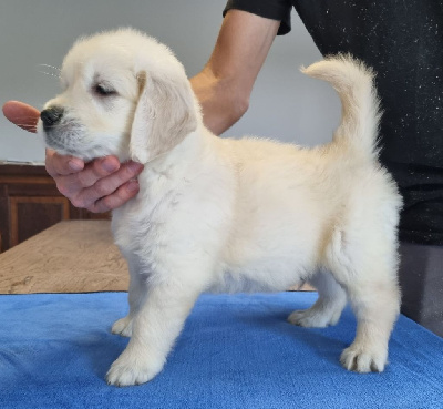 Les chiots de Golden Retriever