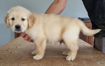 Les chiots de Golden Retriever