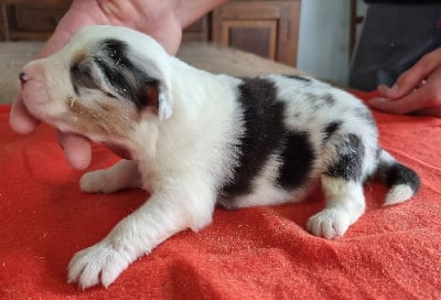 Les chiots de Berger Australien