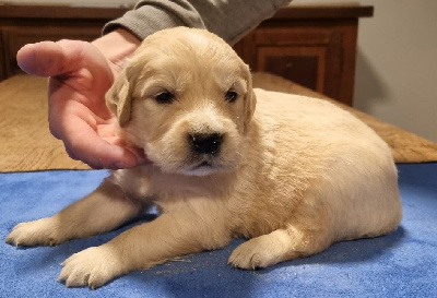 Les chiots de Golden Retriever