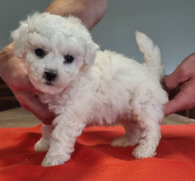 Les chiots de Bichon Frise