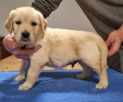 Les chiots de Golden Retriever