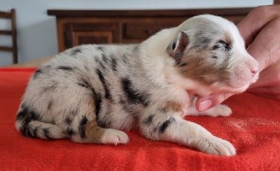 Les chiots de Berger Australien