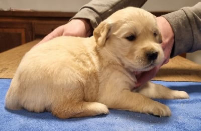 Les chiots de Golden Retriever