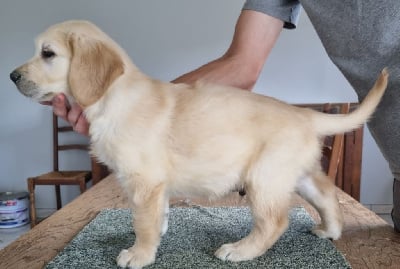 Les chiots de Golden Retriever