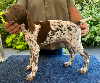 Les chiots de Braque allemand à poil court