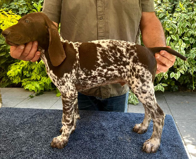 Les chiots de Braque allemand à poil court