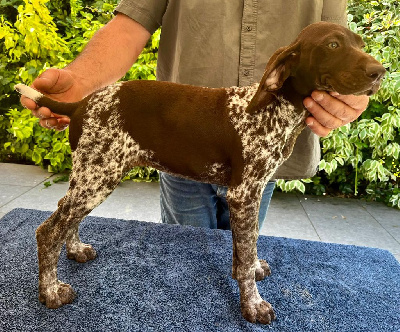 Les chiots de Braque allemand à poil court