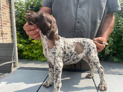 Les chiots de Braque allemand à poil court