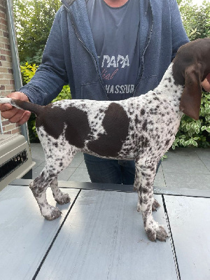 Les chiots de Braque allemand à poil court