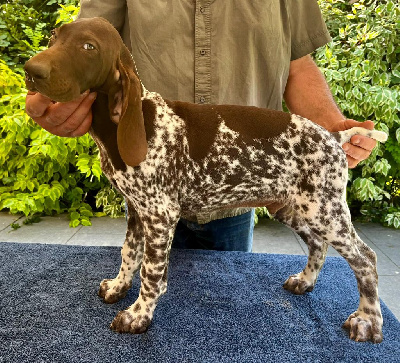 Les chiots de Braque allemand à poil court