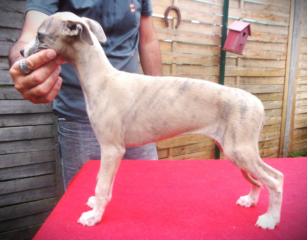 VULCANNE - Whippet