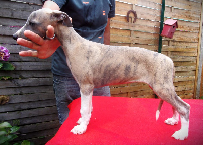 Les chiots de Whippet