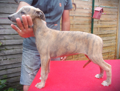 Les chiots de Whippet