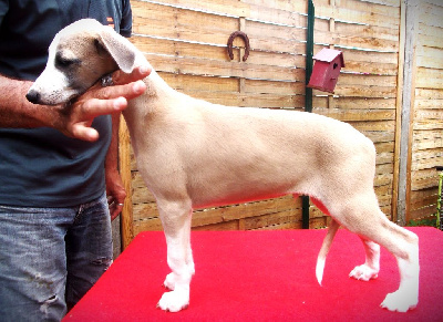 Les chiots de Whippet