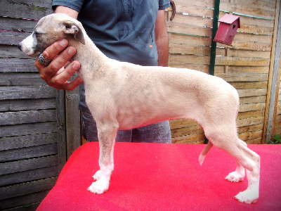 Les chiots de Whippet