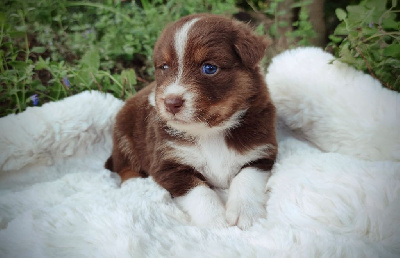 Les chiots de Berger Australien